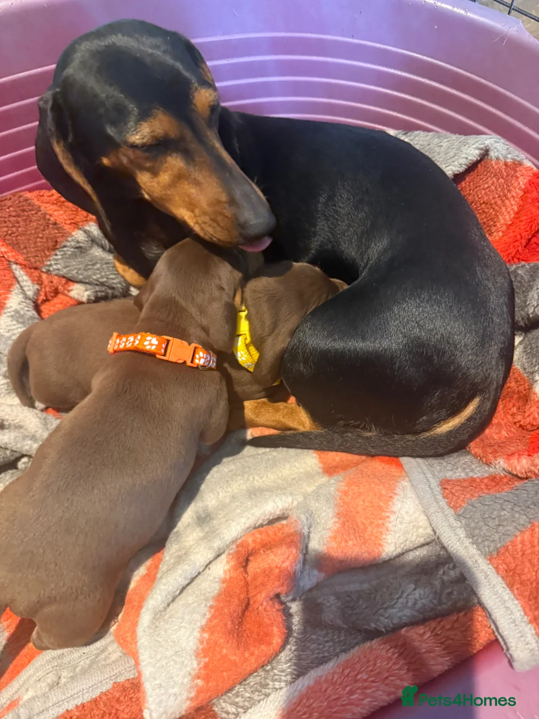 Miniature Dachshund dogs for sale: Miniature Dachshund pup - Advert 2