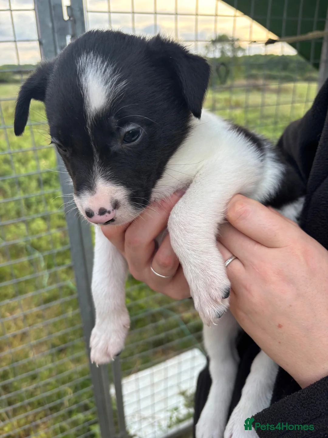 Border Collie dogs for sale: 3 boys left  in Melton Mowbray - Advert 7