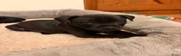 Staffordshire Bull Terrier dogs for sale: KC Reg/DNA Clear Brindle Staffordshire Puppies. - Advert 14