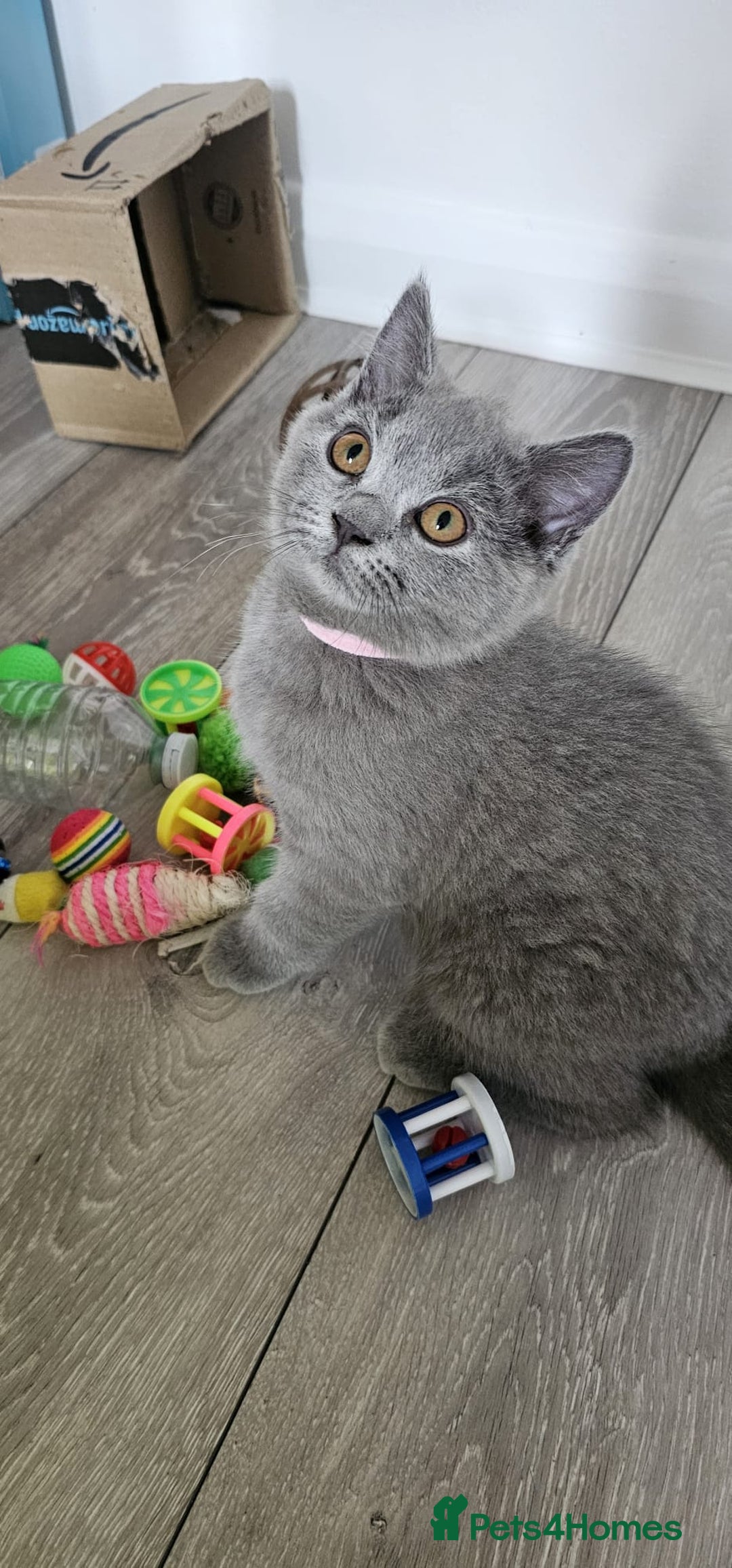 British Shorthair cats for sale: British Blue Shorthair - Image 10