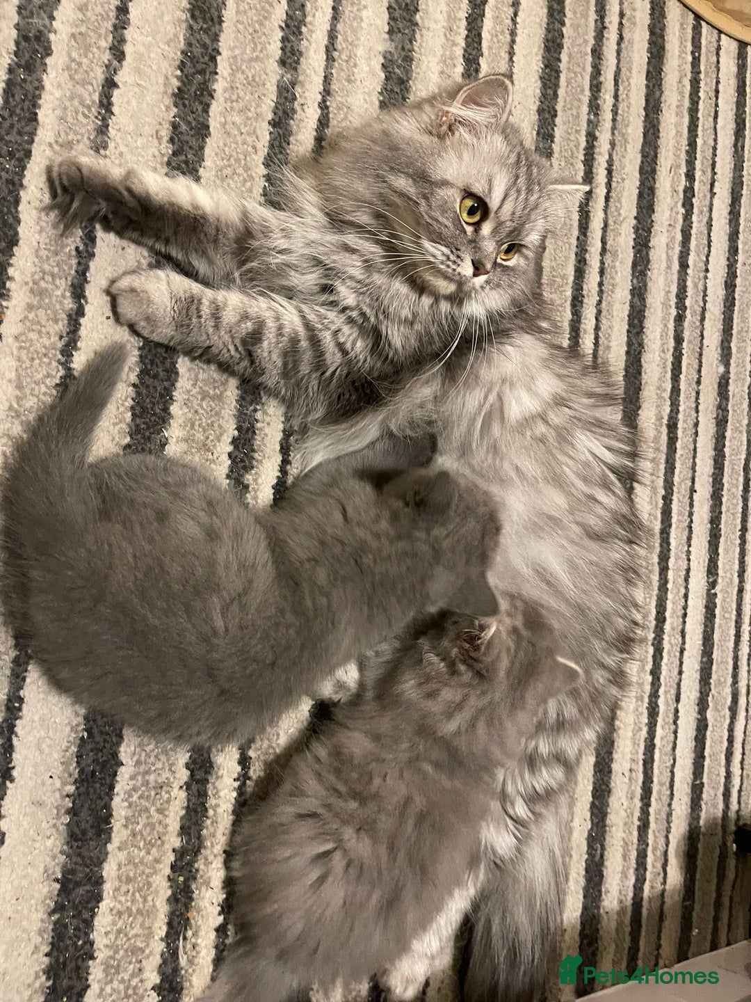 British Longhair cats for sale: Ready to go amazing kitties  - Advert 19