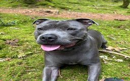 Staffordshire Bull Terrier dogs for stud: Staffordshire Bull Terrier Stud - Image 3