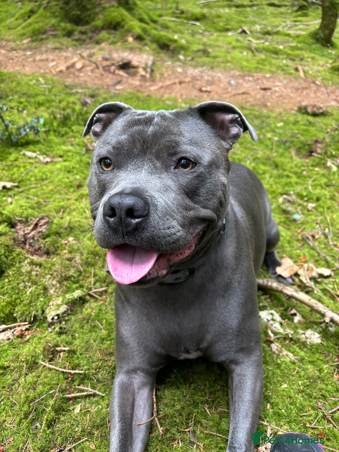 Staffordshire Bull Terrier dogs for stud: Staffordshire Bull Terrier Stud - Image 3