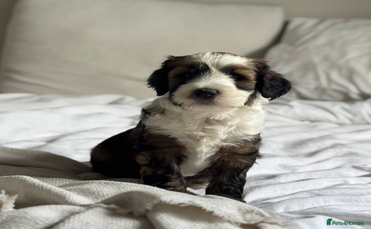 Mixed Breed dogs - Advert 4