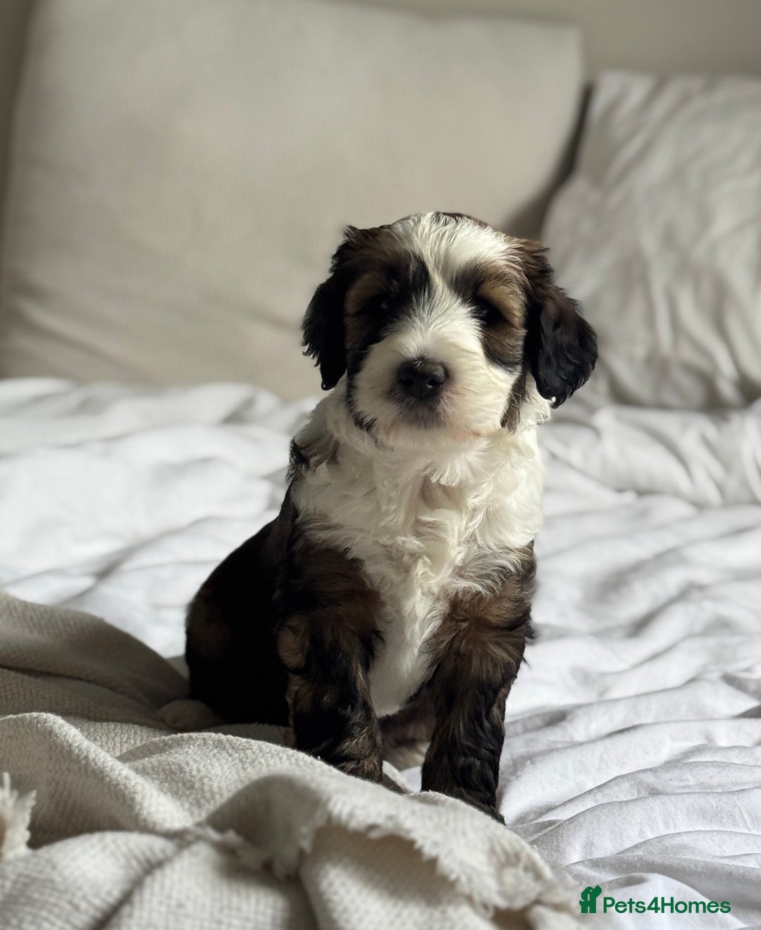 Mixed Breed dogs for sale: Tibetan Terrier with 1/4 Spanish water dog - Image 1