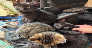 Mixed Breed cats - Advert 3