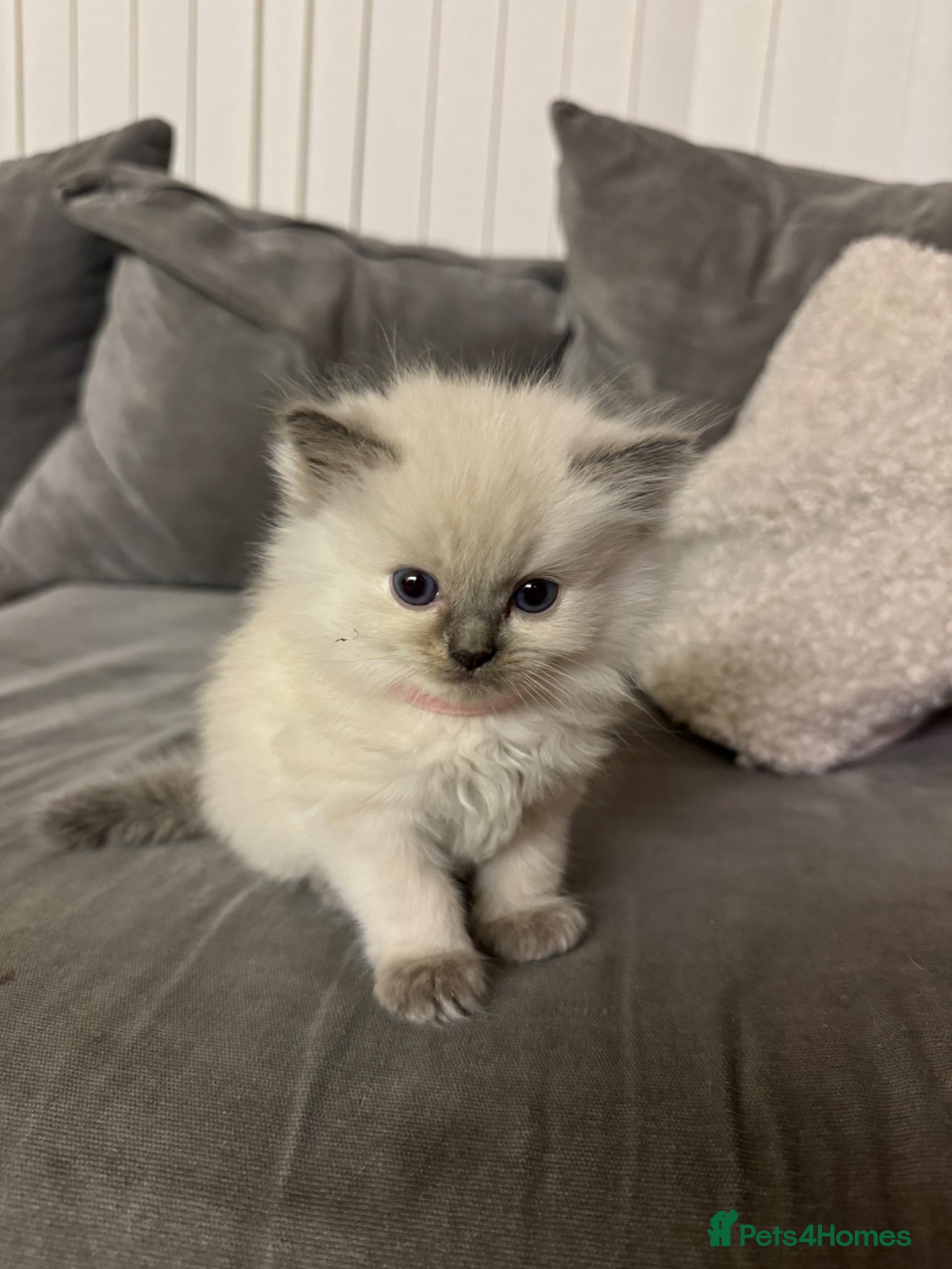 Ragdoll cats 🌸 Gorgeous Ragdoll Kittens 🌸 - Advert 7