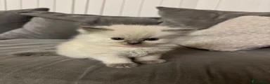 Ragdoll Kitten 2