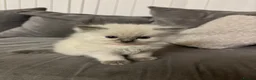 Ragdoll cats for sale: 🌸 Gorgeous Ragdoll Kittens 🌸 - Advert 1