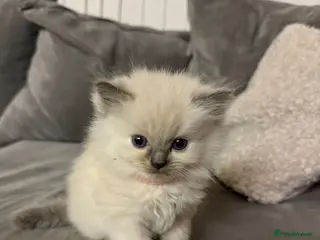 Ragdoll cats 🌸 Gorgeous Ragdoll Kittens 🌸 - Advert 1
