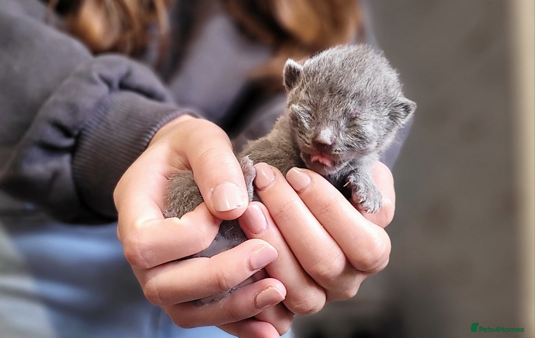 Russian Blue cats for sale: Pure Russian Blue kittens for sale  - Image 5