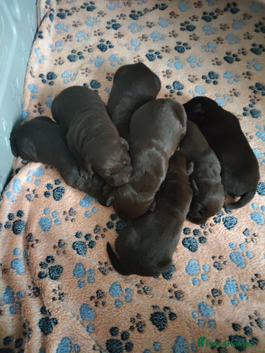 Labrador Retriever dogs for sale: KC registered chocolate puppies  - Image 6