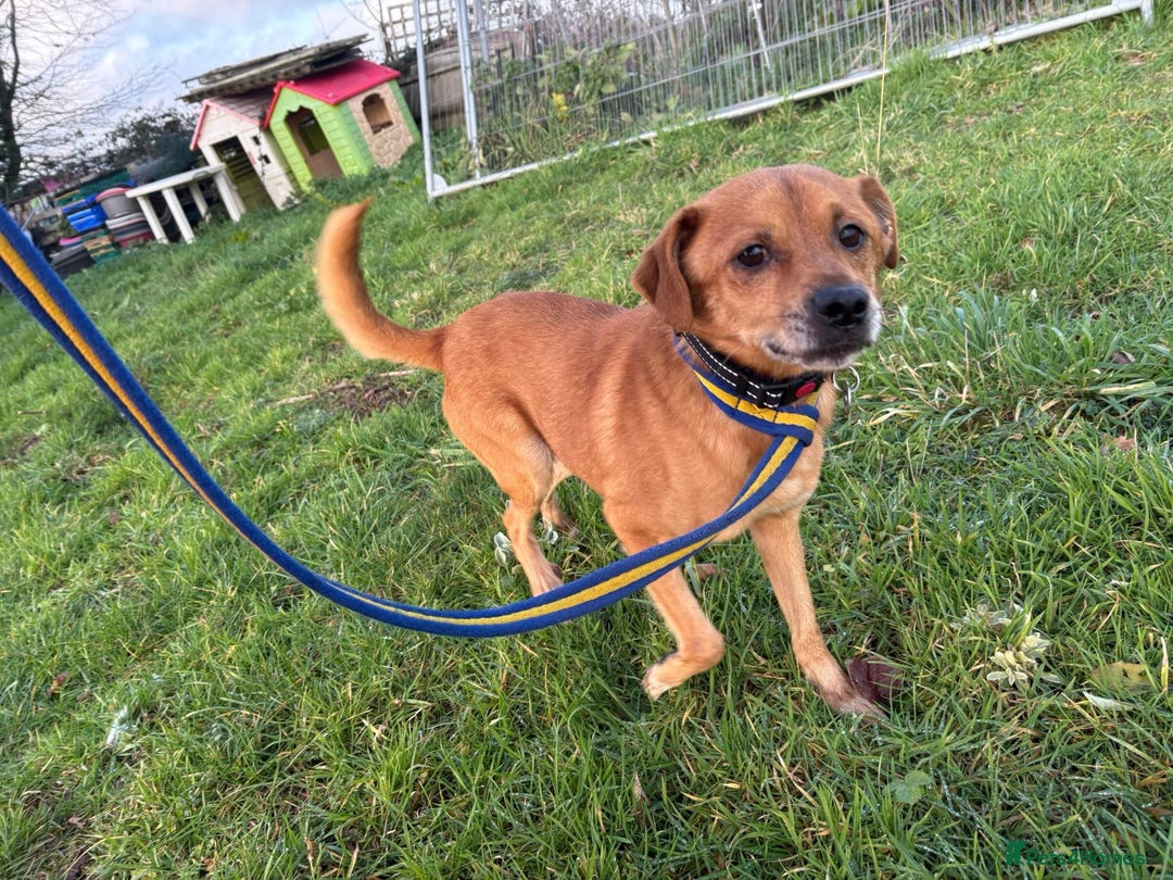 Mixed Breed dogs for adoption: Fry - Norwich Norfolk  - Advert 7