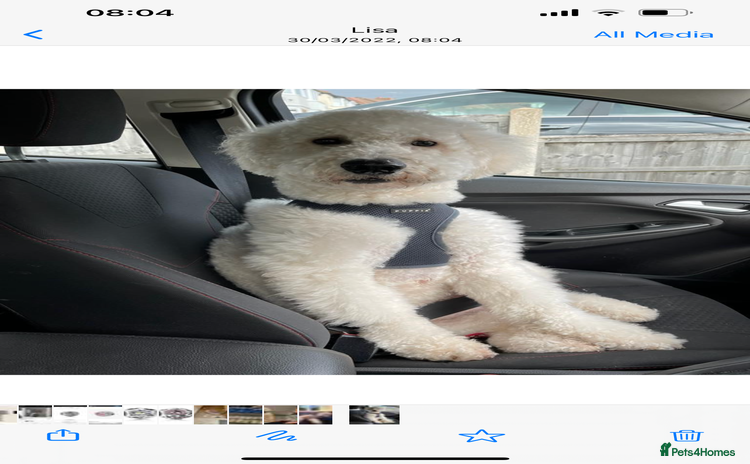 Double Doodle dogs - Advert 2