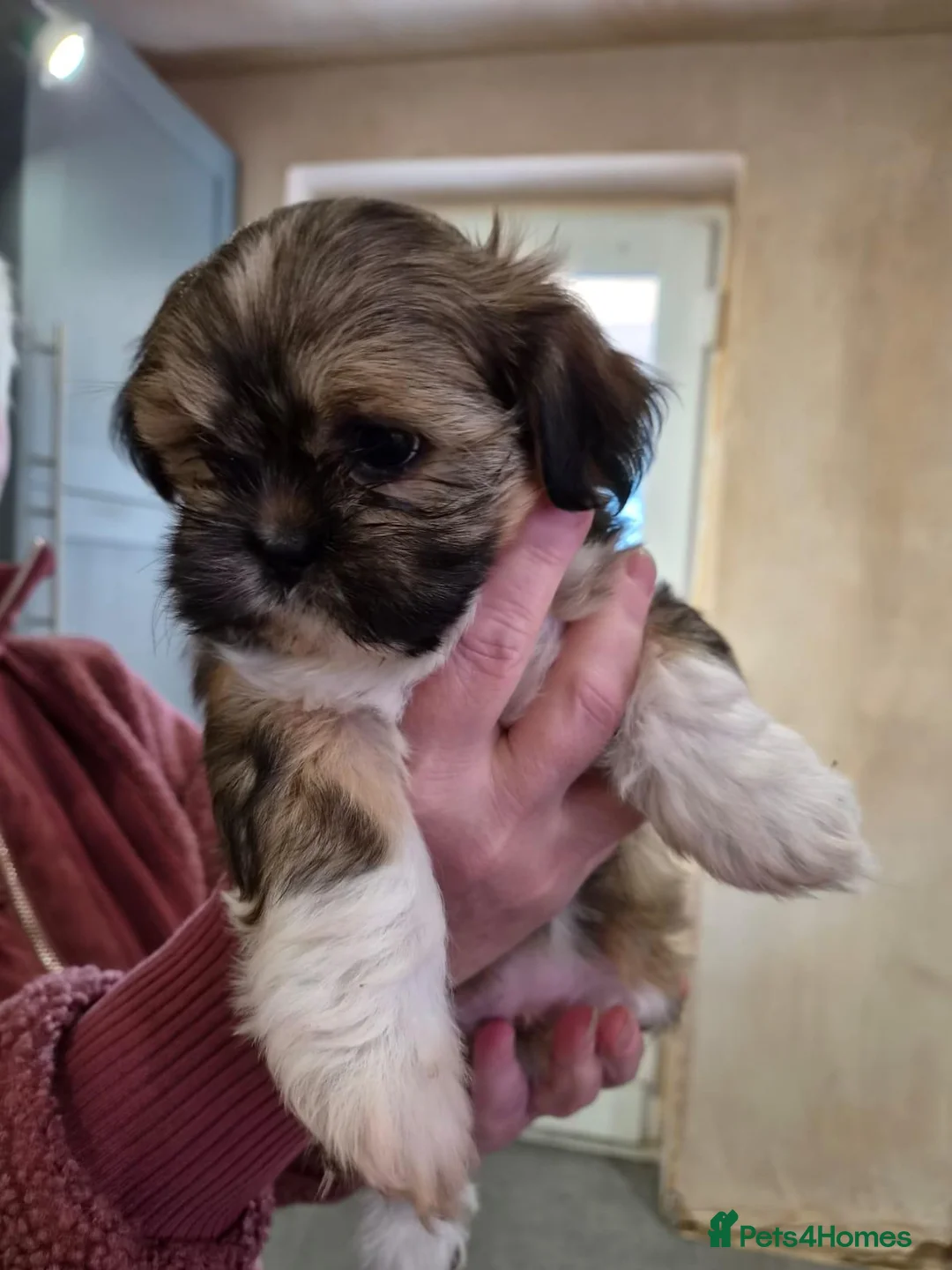 Lhasa Apso dogs for sale: Lhasa also pups - Advert 7