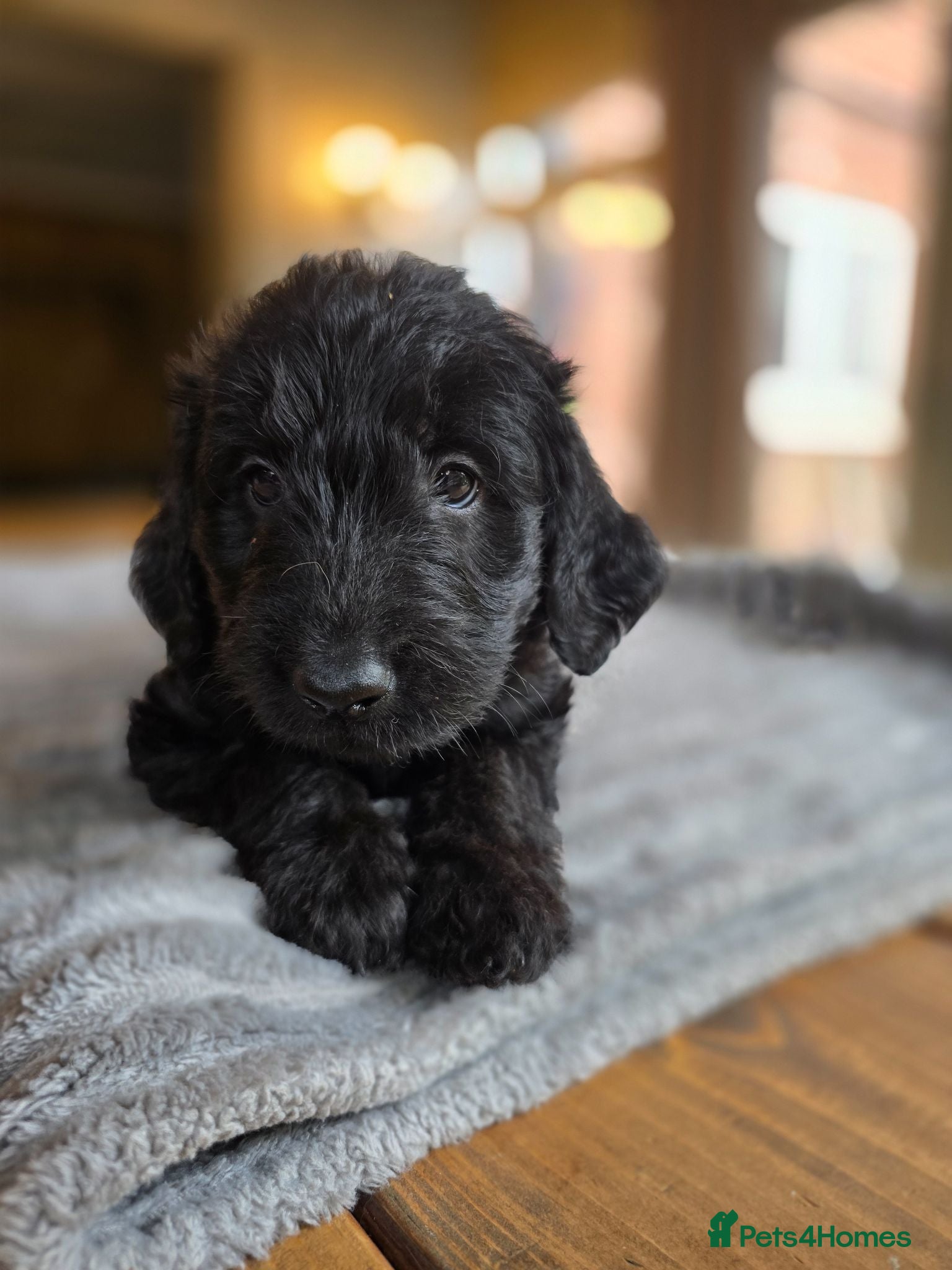 Labradoodle dogs 4 Beautiful female Labradoodles Ready to go! - Advert 1
