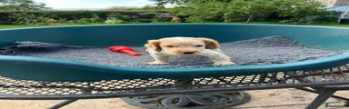 Cocker Spaniel 2