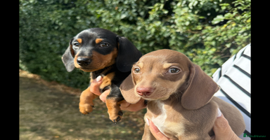 Miniature Dachshund dogs - Advert 3
