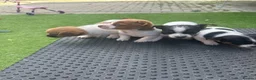 Jack Russell dogs for sale: Gorgeous Jack Russell Puppies For Sale – Ready Now - Advert 6