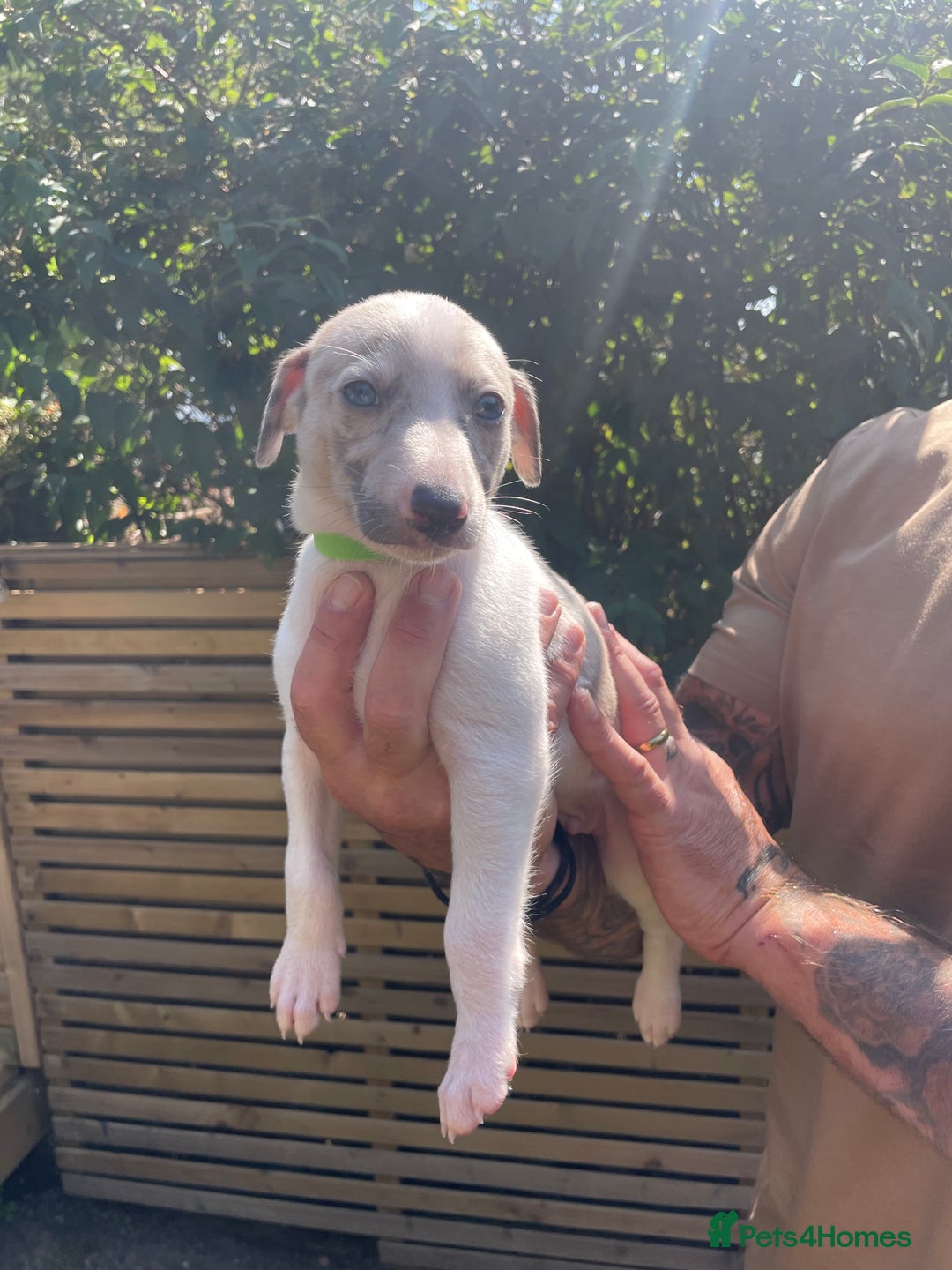 Whippet dogs for sale: Whippet pups  - Image 2