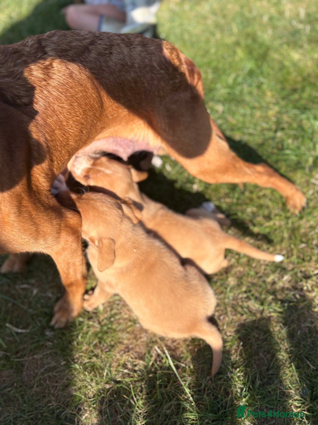 Mixed Breed dogs for sale: Labrador x Beagle  - Image 5