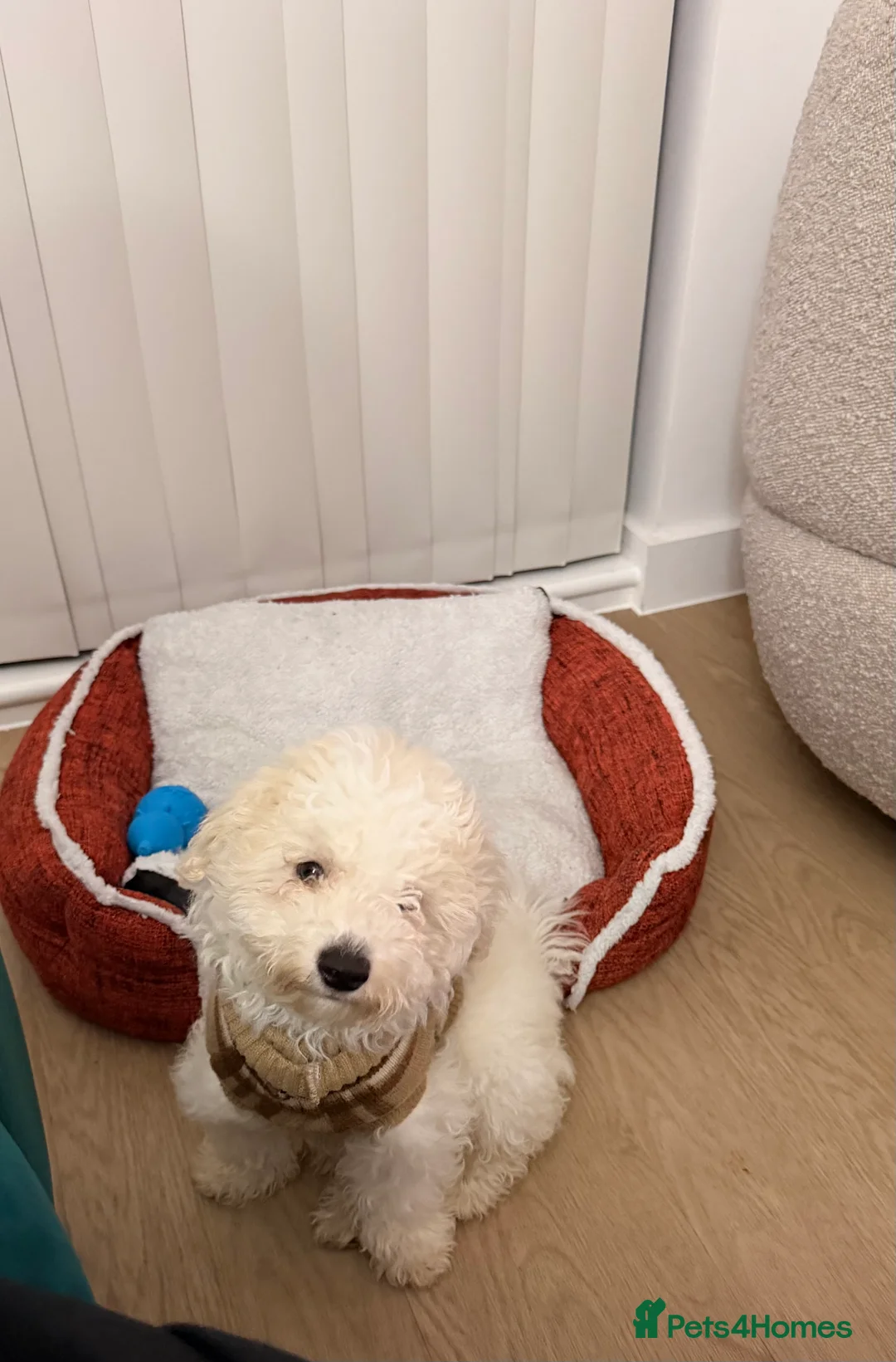 Bichon Frise dogs for sale: Beautiful Bichon Frise Puppy – Loving Home Wanted - Advert 4