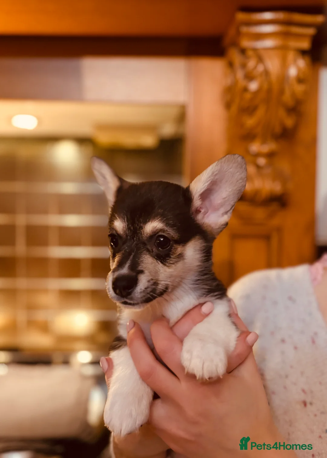 Welsh Corgi Pembroke dogs for sale: KC litter, health tested parents, licensed breeder - Advert 19