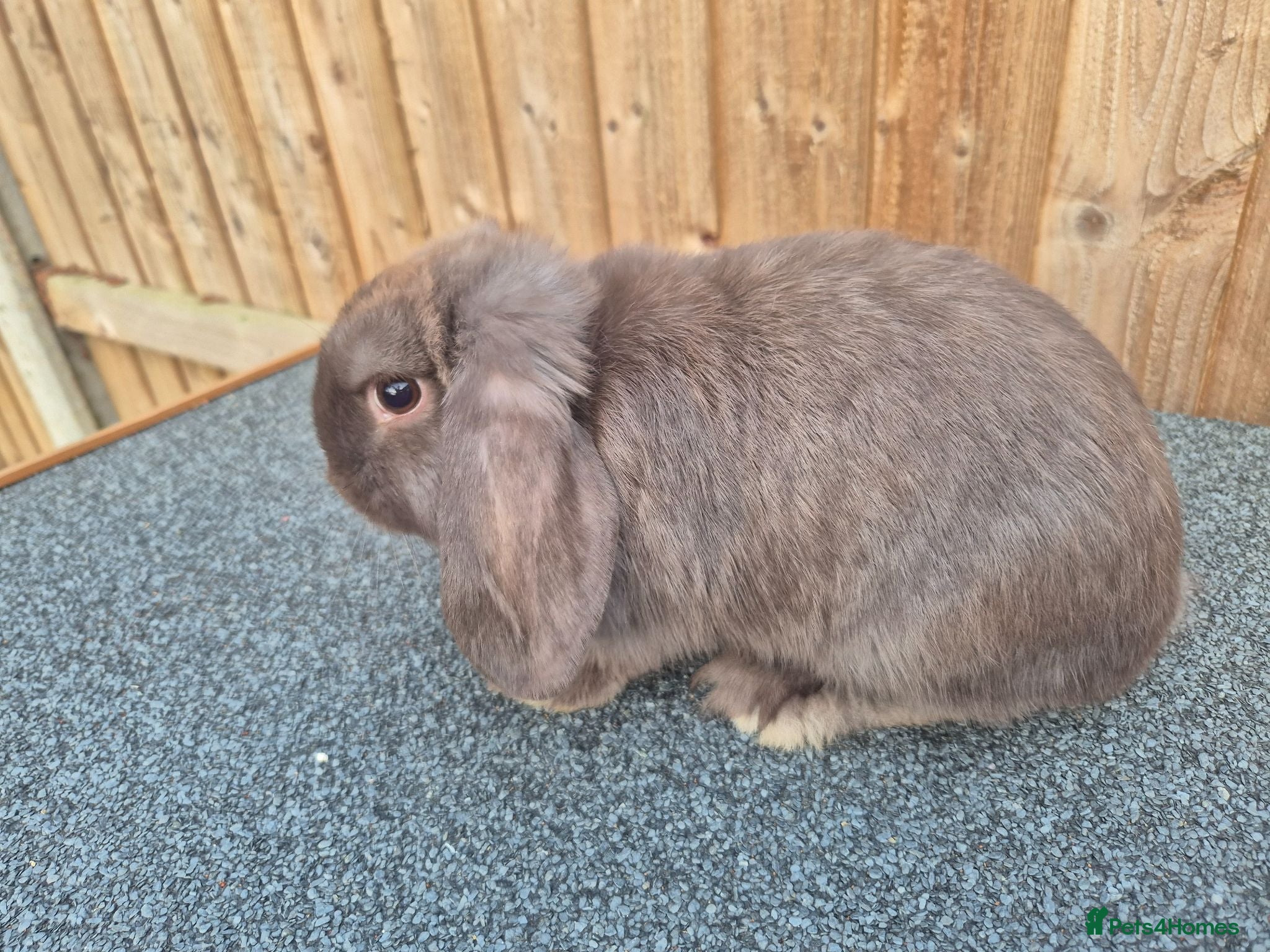 Mini Lop rabbits Chocolate girl looking for her forever home - Advert 2