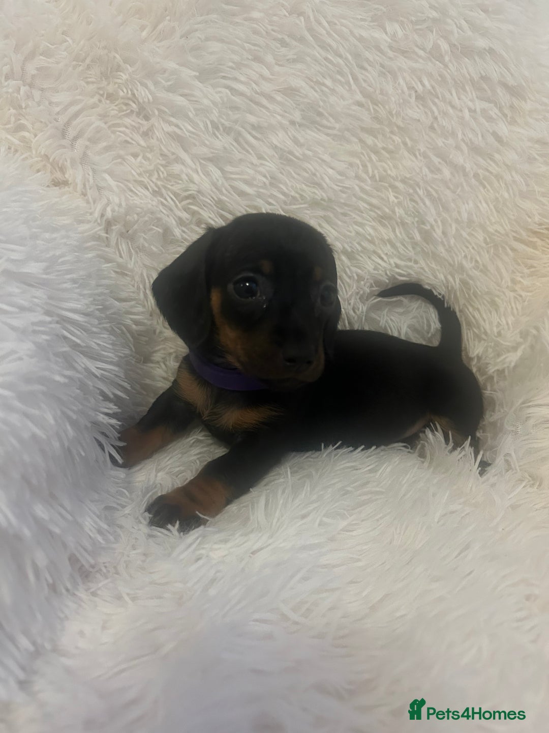Miniature Dachshund dogs for sale: miniature dachshund puppies - Advert 2
