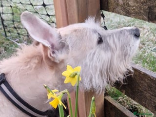 Lurcher dogs SUSIE 5yr old Lurcher - Advert 1