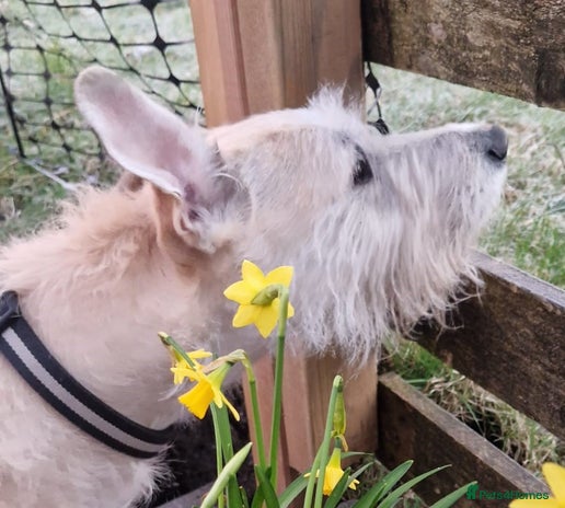 Lurcher dogs SUSIE 5yr old Lurcher - Advert 1