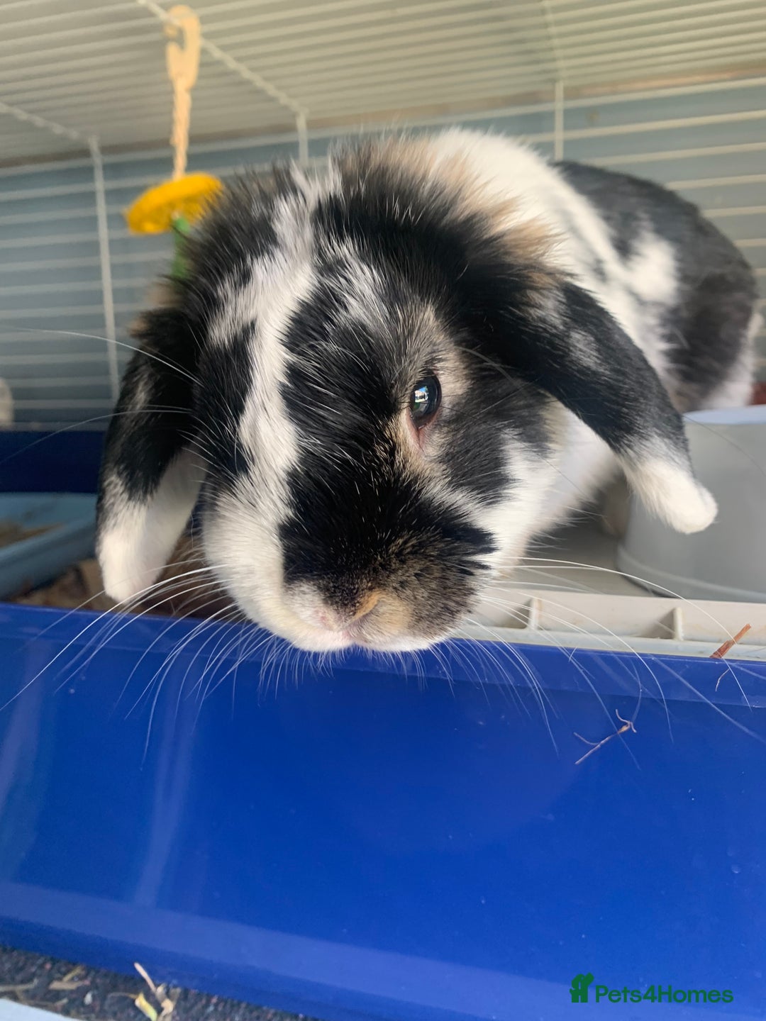 Mini Lop rabbits for sale: Male mini lop rabbit  - Image 9