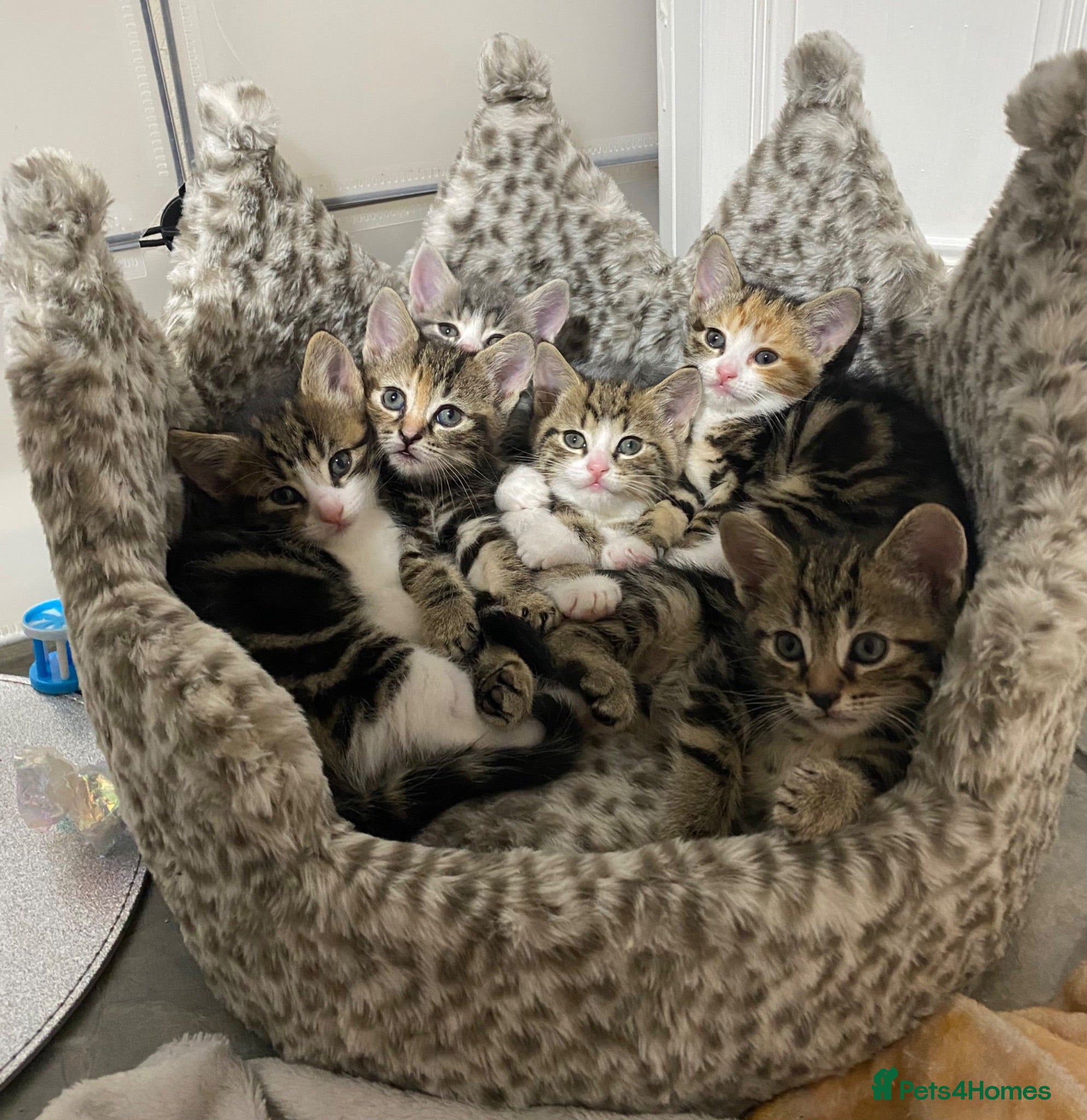 American Shorthair cats 3 very docile boys  - Advert 12