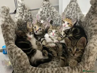 American Shorthair cats 3 very docile boys - Advert 12
