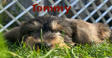 Miniature Dachshund dogs - Advert 13