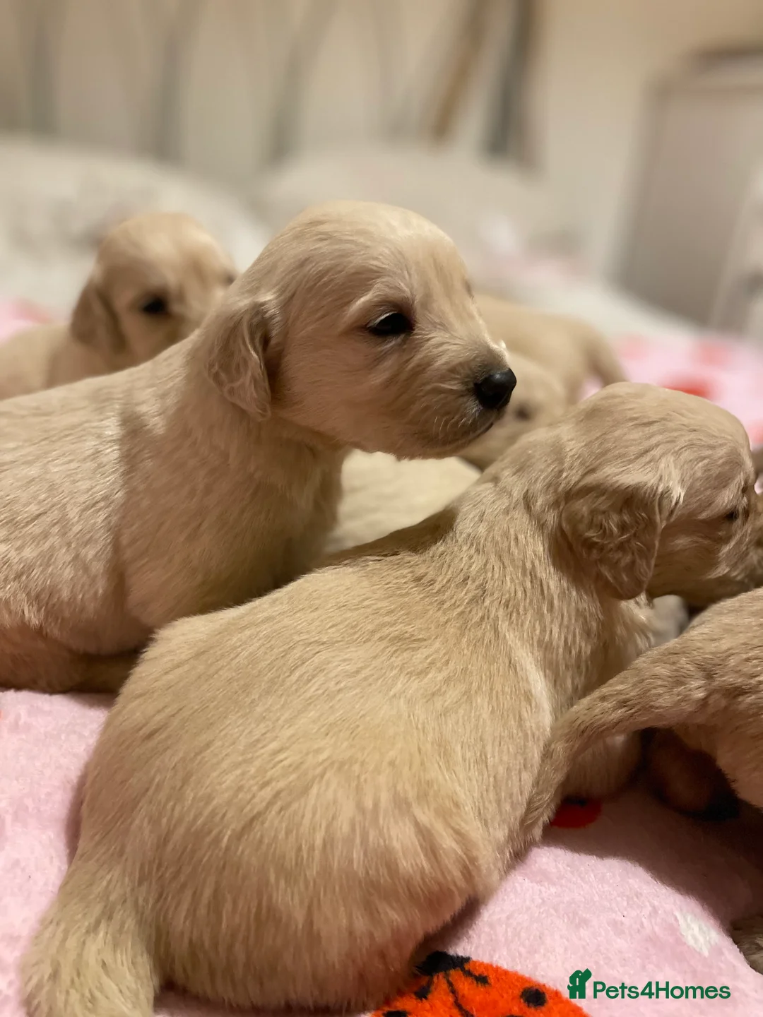 Golden Retriever dogs for sale: KC golden retriever puppies - Advert 6