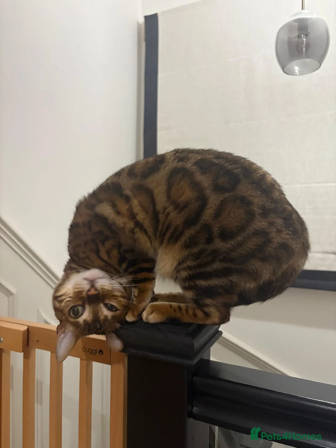 Bengal cats for sale: Bengal cat  - Advert 3