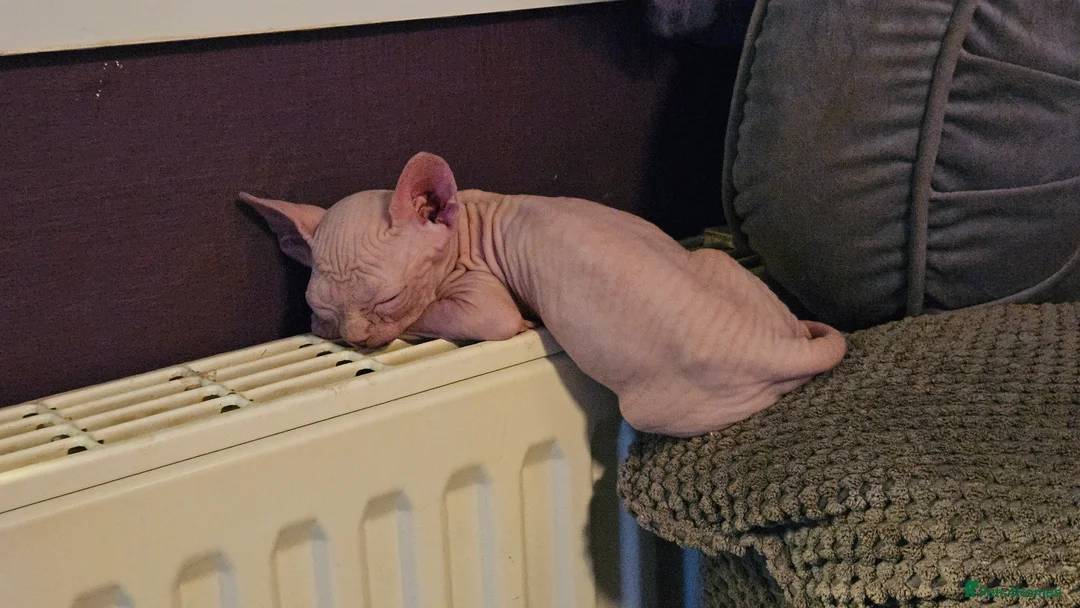 Sphynx cats for sale: Sphynx kittens for sale - Advert 20