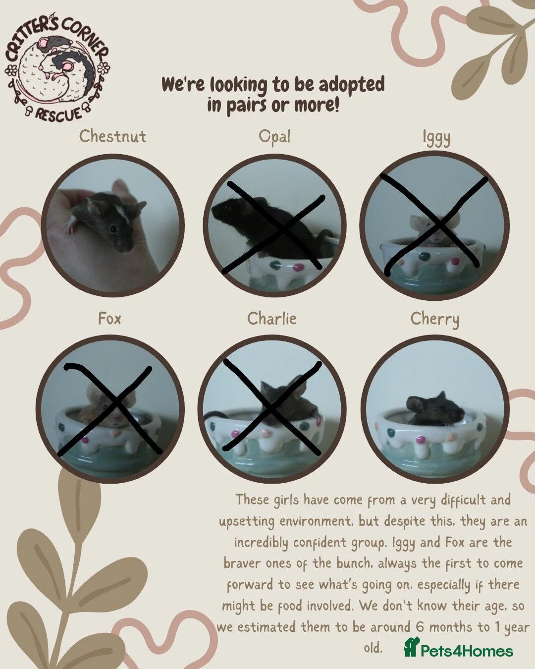 Mouse rodents for sale: 🐭 Female Mice Available for Adoption 🐭 - Advert 2