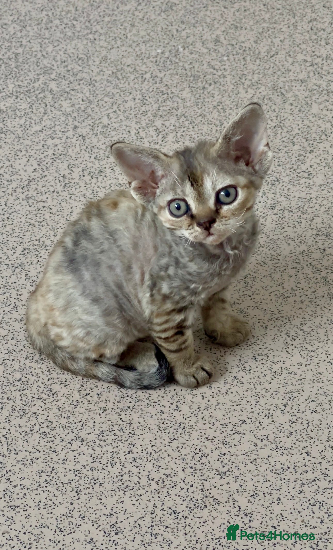 Devon Rex cats Devon  - Advert 1