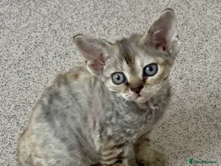 Devon Rex cats Devon - Advert 2