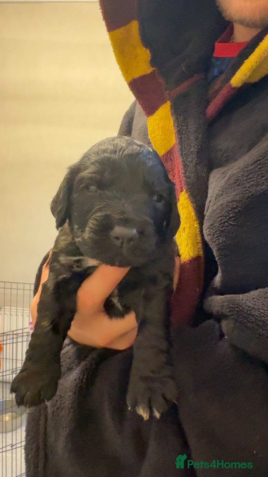 Cocker Spaniel dogs for sale: Cocker spaniel puppies - Advert 24