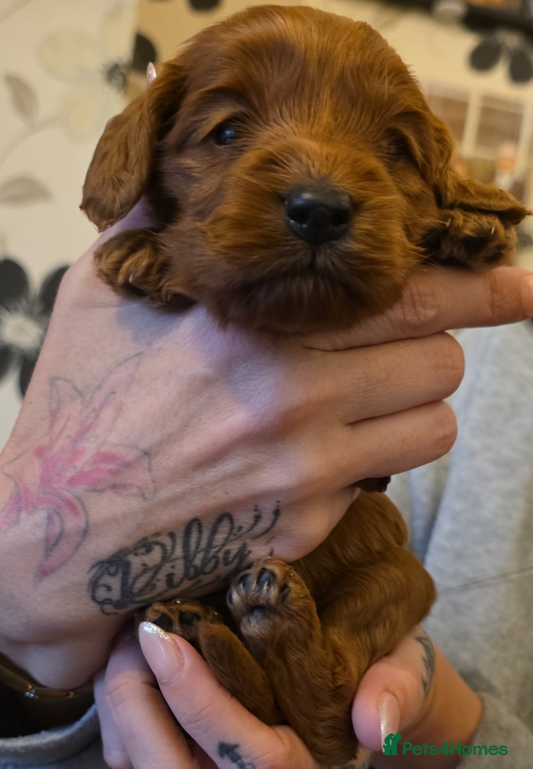 Cockapoo dogs for sale: Beautiful F1 Cockapoo Puppies - Advert 1