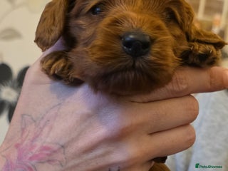 Cockapoo dogs Beautiful F1 Cockapoo Puppies - Advert 1