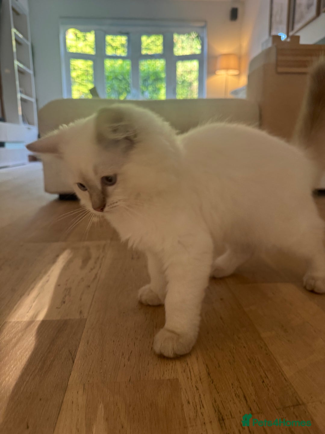 Ragdoll cats for sale: X1 male kitten ready to be loved  - Image 6