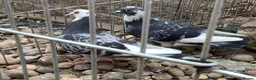 Pigeons birds for sale: Two Sweet Female Pigeons - Advert 2