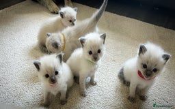 Ragdoll cats for sale: Gorgeous blue point ragdoll kittens (1F & 2M left) - Image 8