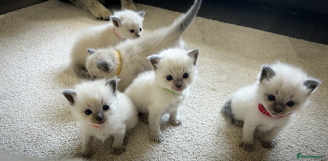 Ragdoll cats for sale: Gorgeous blue point ragdoll kittens (1F & 2M left) - Image 8