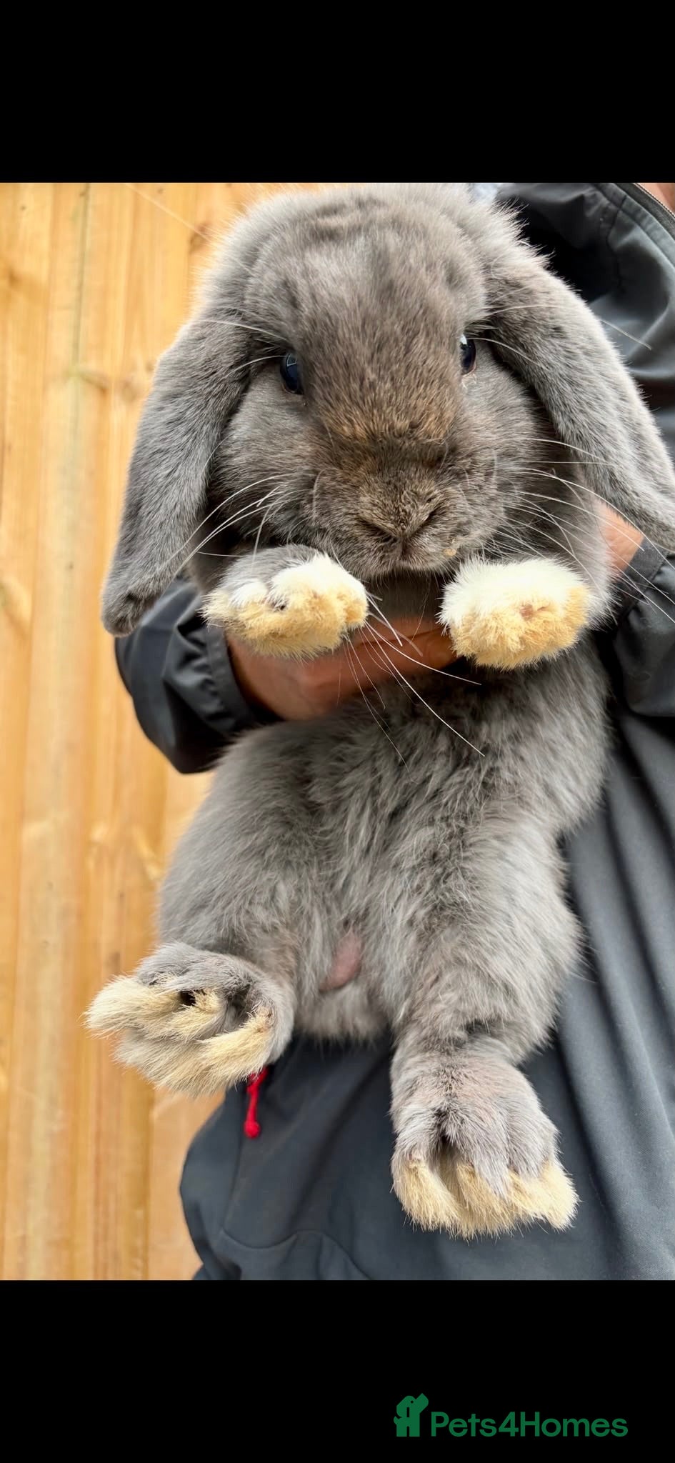 Mini Lop rabbits 6 month old Blue Mini Lop Buck  - Advert 1