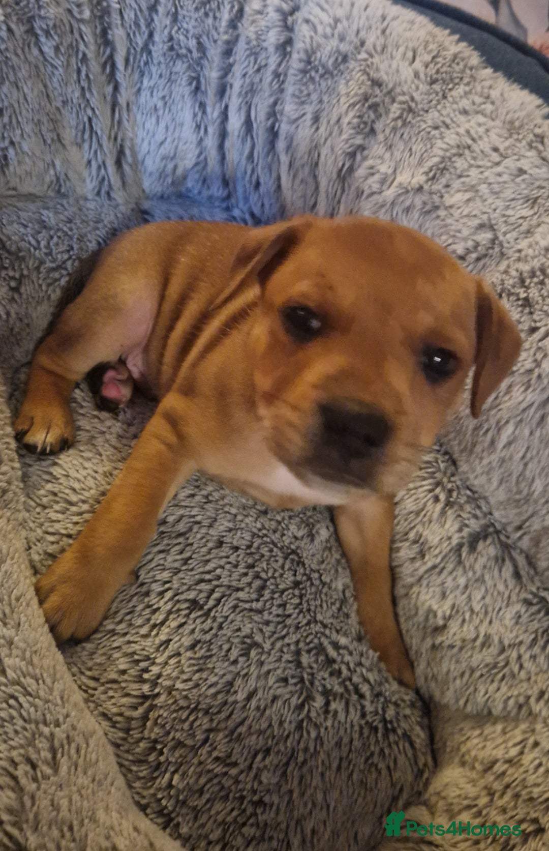 Staffordshire Bull Terrier dogs for sale: Staffordshire bull terrier pups - Image 3